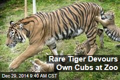 Rare Tiger Devours Own Cubs at Zoo