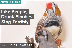 Like People, Drunk Finches Sing Terribly
