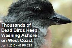 Thousands of Dead Birds Keep Washing Ashore on West Coast