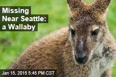 Missing Near Seattle: a Wallaby