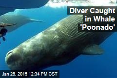 Diver Caught in Whale &#39;Poonado&#39;