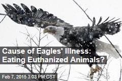 Cause of Eagles&#39; Illness: Eating Euthanized Animals?