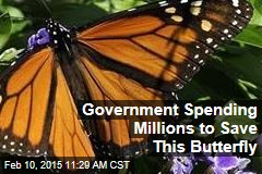 Government Spending Millions to Save This Butterfly