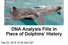 DNA Analysis Fills in Piece of Dolphins&#39; History