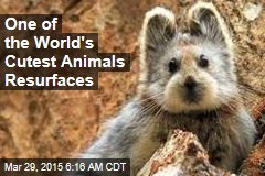 One of the World&#39;s Cutest Animals Resurfaces