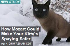 How Mozart Could Make Your Kitty&#39;s Spaying Safer