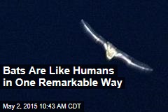 Bats Are Like Humans in One Remarkable Way