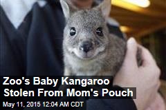 Zoo&#39;s Baby Kangaroo Stolen From Mom&#39;s Pouch