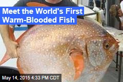 Meet the World&#39;s First Warm-Blooded Fish