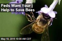 Feds Want Your Help to Save Bees