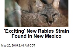 &#39;Exciting&#39; New Rabies Strain Found in New Mexico