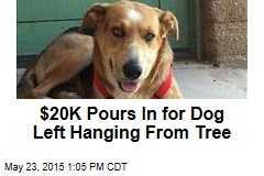$20K Pours In for Dog Left Hanging From Tree