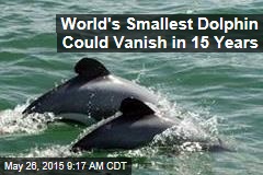 World&#39;s Smallest Dolphin Could Vanish in 15 Years