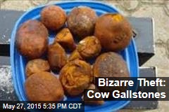 Bizarre Theft: Cow Gallstones