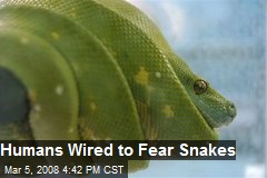 Humans Wired to Fear Snakes