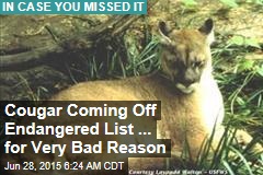 Cougar Coming Off Endangered List ... for a Very Bad Reason