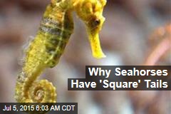 Why Seahorses Have &#39;Square&#39; Tails