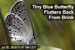 Tiny Blue Butterfly Flutters Back From Brink