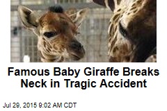 Famous Baby Giraffe Breaks Neck in Tragic Accident