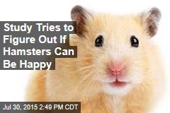 Study Tries to Figure Out If Hamsters Can Be Happy