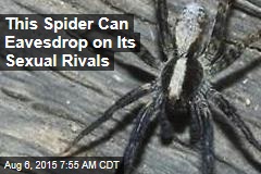 When Courting, Spiders Eavesdrop on the Competition