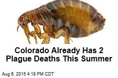 Colorado Already Has 2 Plague Deaths This Summer
