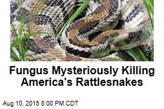 Fungus Mysteriously Killing America&#39;s Rattlesnakes
