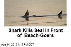 Shark Kills Seal in Front of Beach-Goers