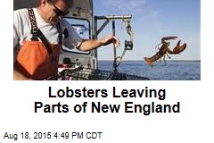 Lobsters Leaving Parts of New England