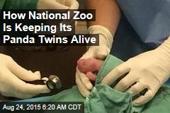 How National Zoo Is Keeping Its Panda Twins Alive