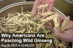 Why Americans Are Poaching Wild Ginseng