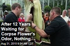 After 12 Years Waiting for Corpse Flower&#39;s Odor, Nothing