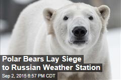 Polar Bears Lay Siege to Russian Weather Station