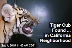 Tiger Cub Found ... in California Neighborhood