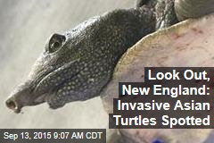 Look Out, New England: Invasive Asian Turtles Spotted