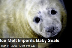 Ice Melt Imperils Baby Seals