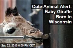 Cute Animal Alert: Baby Giraffe Born in Wisconsin