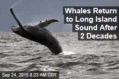 Whales Return to Long Island Sound After 2 Decades