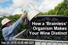 How a &#39;Brainless&#39; Organism Makes Your Wine Distinct