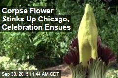 Corpse Flower Stinks Up Chicago, Celebration Ensues