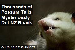 Thousands of Possum Tails Mysteriously Dot NZ Roads
