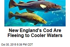 New England&#39;s Cod Are Fleeing to Cooler Waters