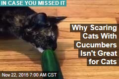 Experts Say Stop Scaring Cats With Cucumbers