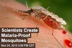 Scientists Create Malaria-Proof Mosquitoes
