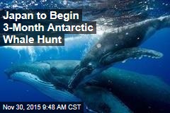 Japan to Begin 3-Month Antarctic Whale Hunt