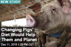 Changing Pigs&#39; Diet Would Help Them and Planet