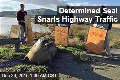 Determined Seal Snarls Highway Traffic