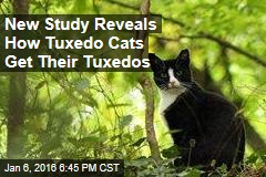 New Study Reveals How Tuxedo Cats Get Their Tuxedos