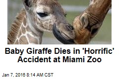 Baby Giraffe Dies in &#39;Horrific&#39; Accident at Miami Zoo