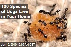 100 Species of Bugs Live in Your Home